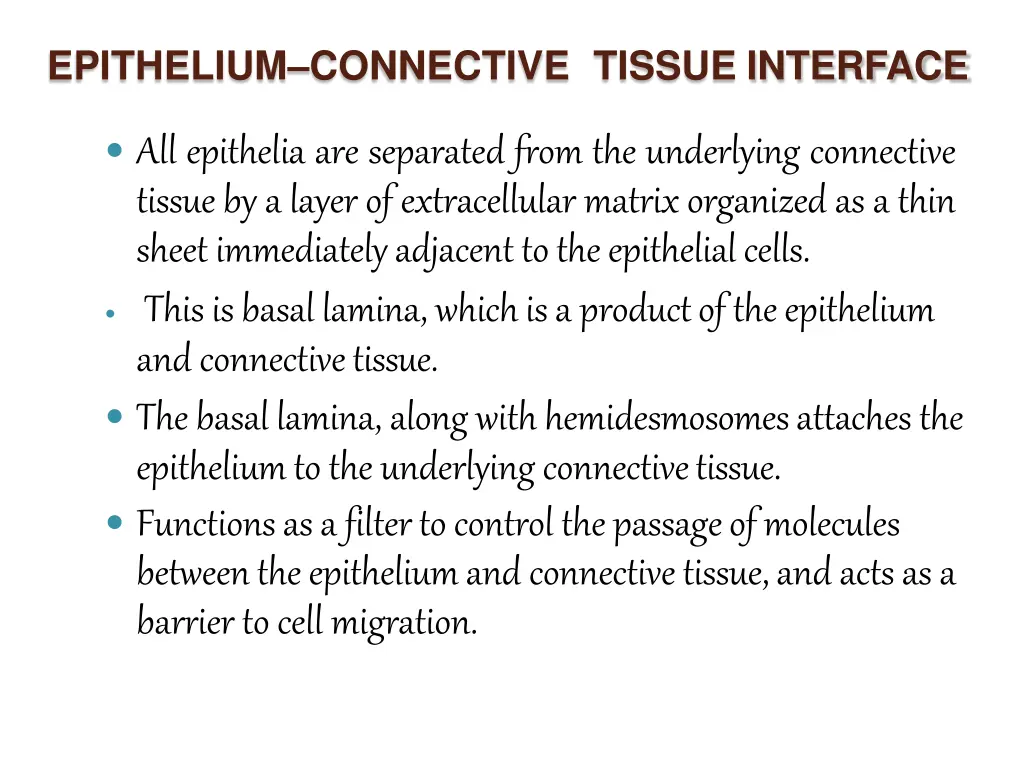 epithelium connective tissue interface