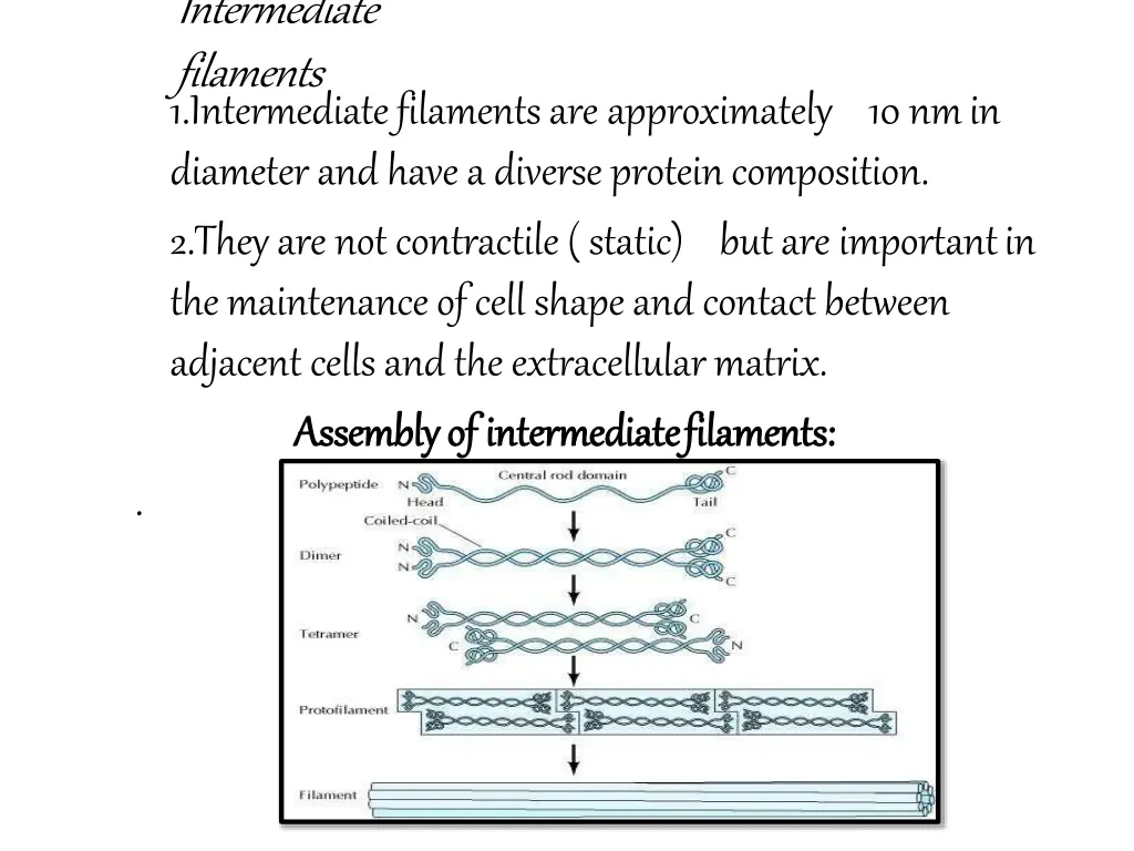 intermediate filaments 1 intermediate