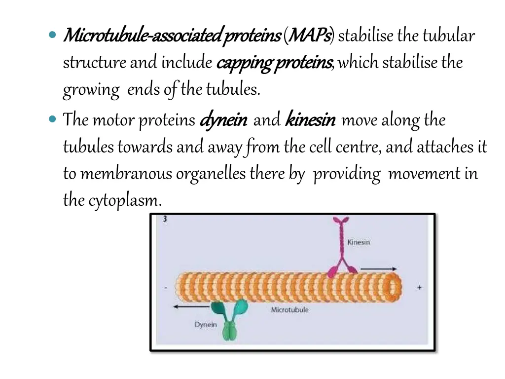 microtubule microtubule associated structure
