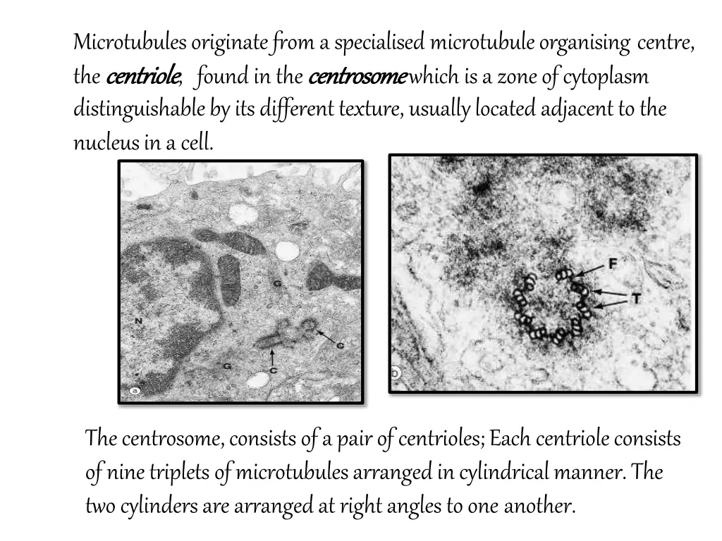 microtubules originate from a specialised