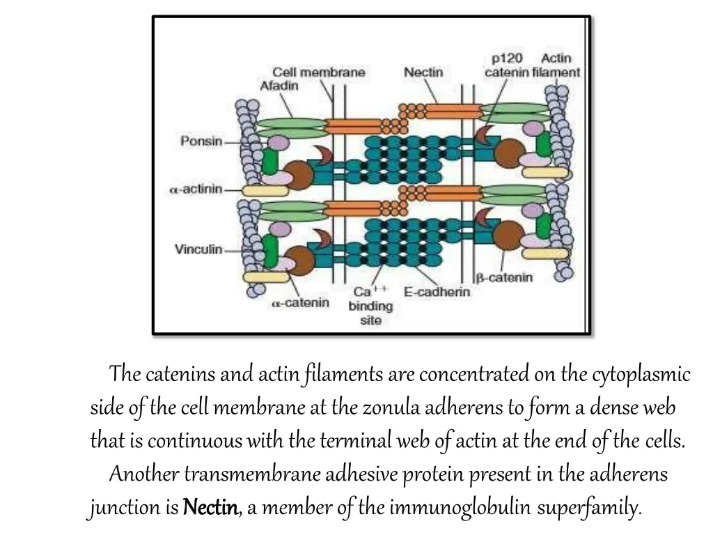 the catenins and actin filaments are concentrated