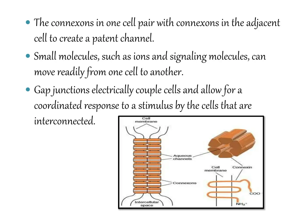 the connexons in one cell pair with connexons