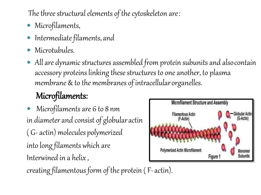 the three structural elements of the cytoskeleton