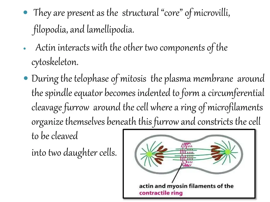 they are presentasthe structural core
