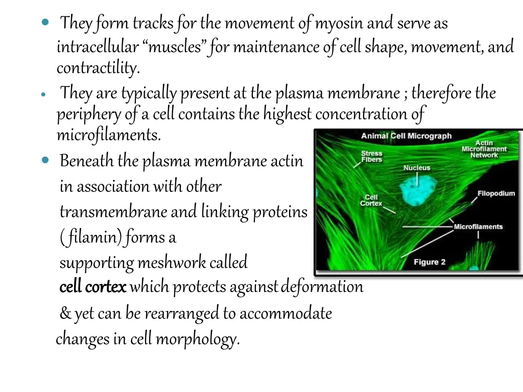 they form tracks for the movement of myosin