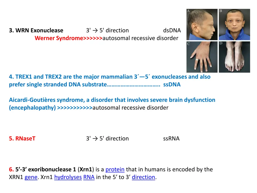 3 wrn exonuclease werner syndrome autosomal