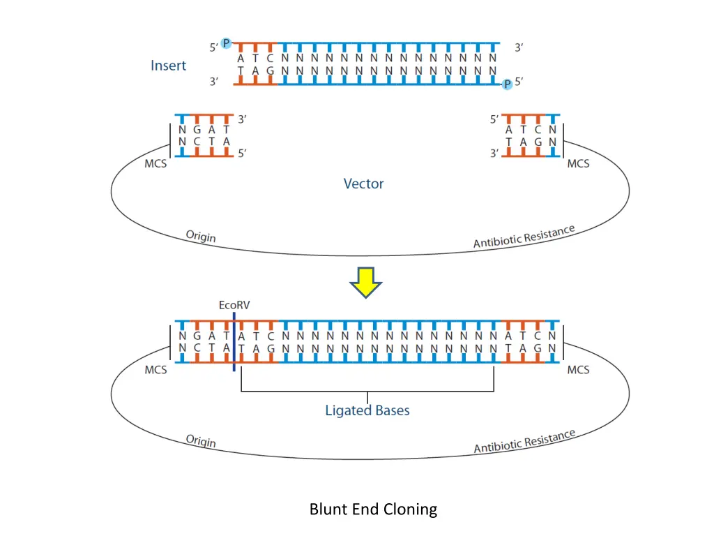 blunt end cloning