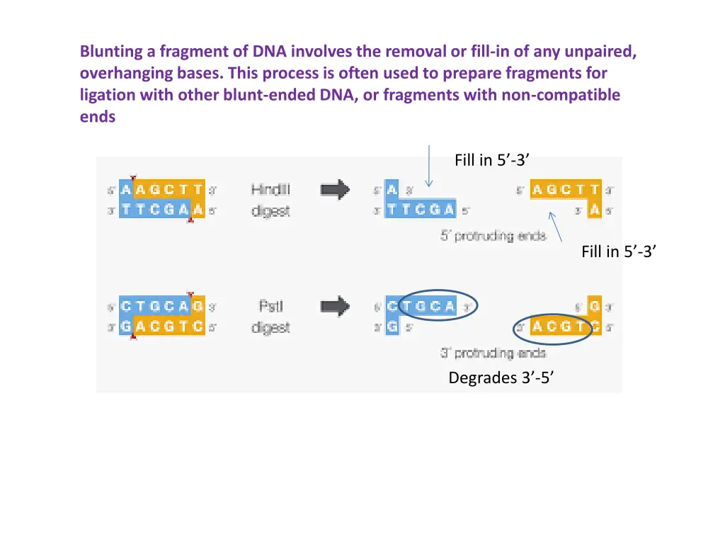 blunting a fragment of dna involves the removal