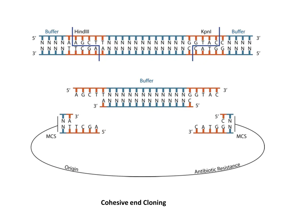 cohesive end cloning