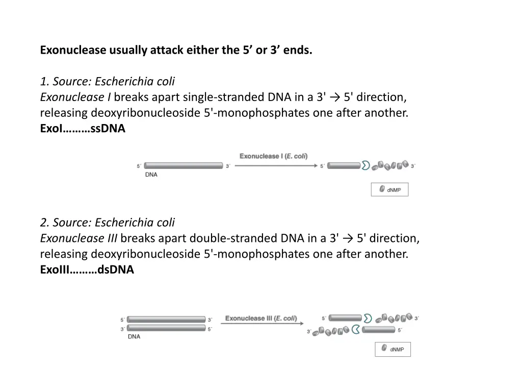 exonuclease usually attack either the 5 or 3 ends