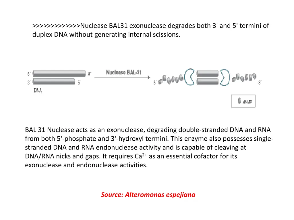 nuclease bal31 exonuclease degrades both
