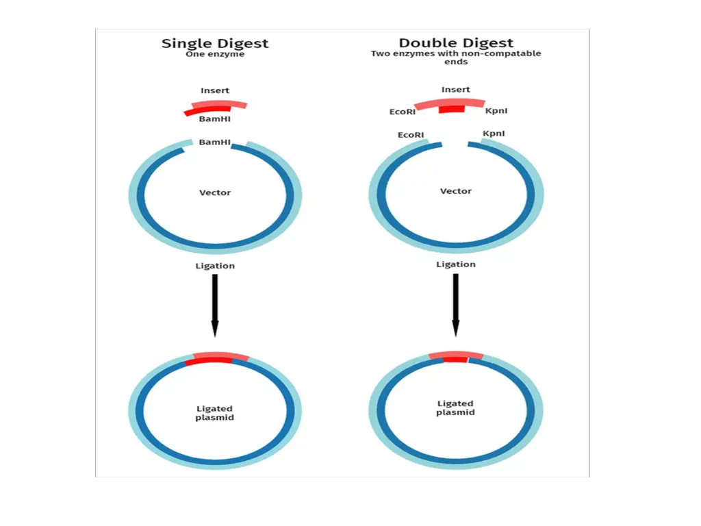 slide4