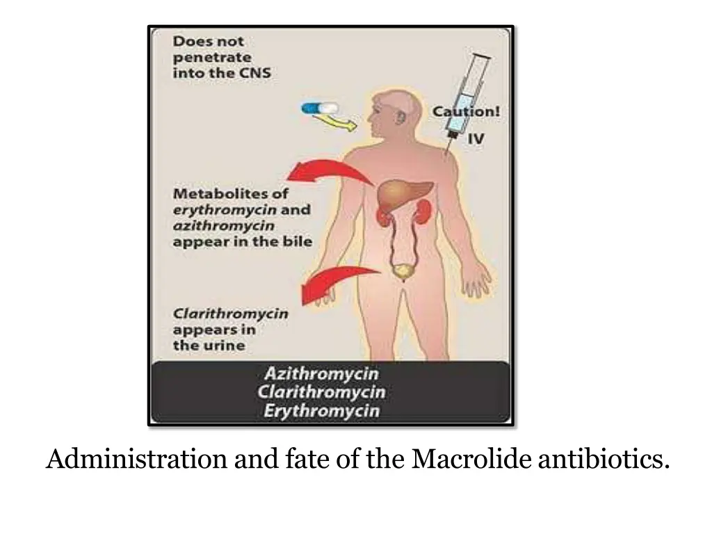 administration and fate of the macrolide