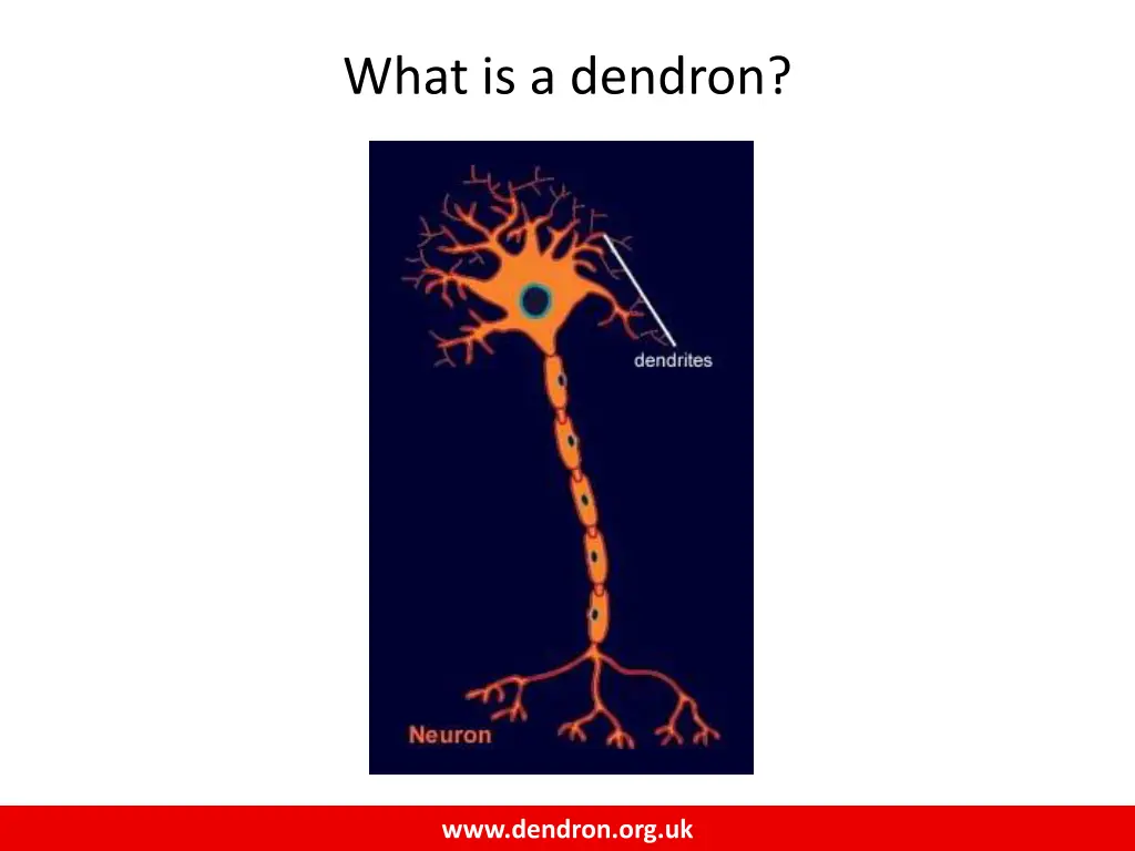 what is a dendron