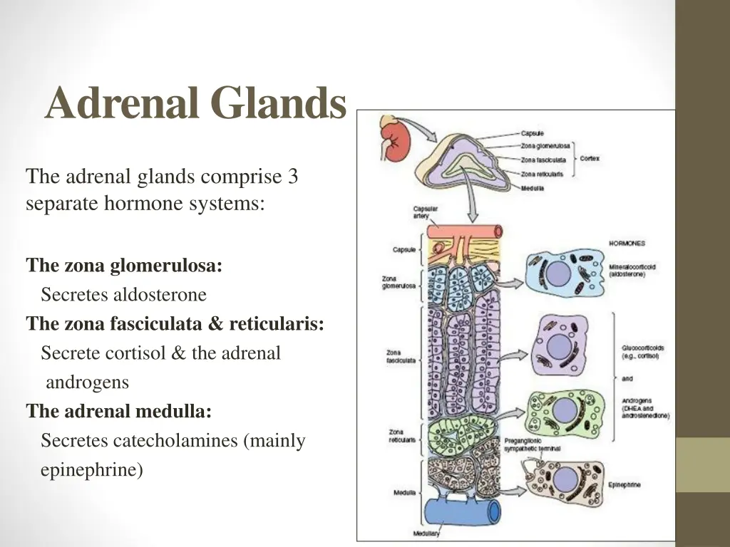 adrenal glands