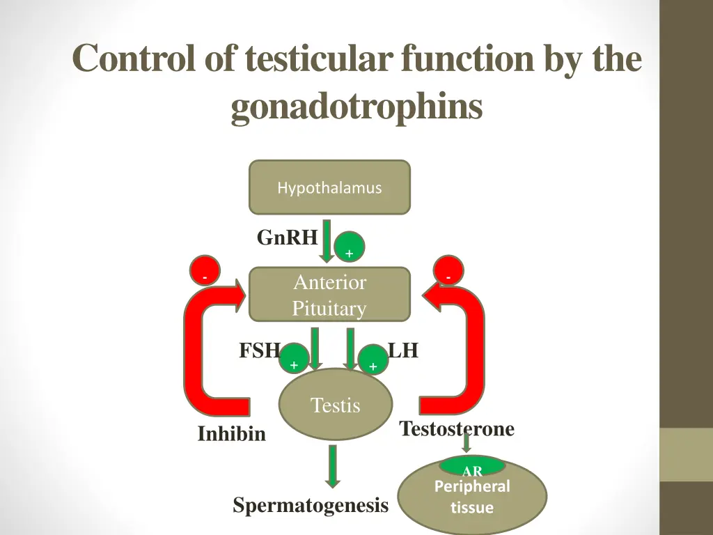 control of testicular function