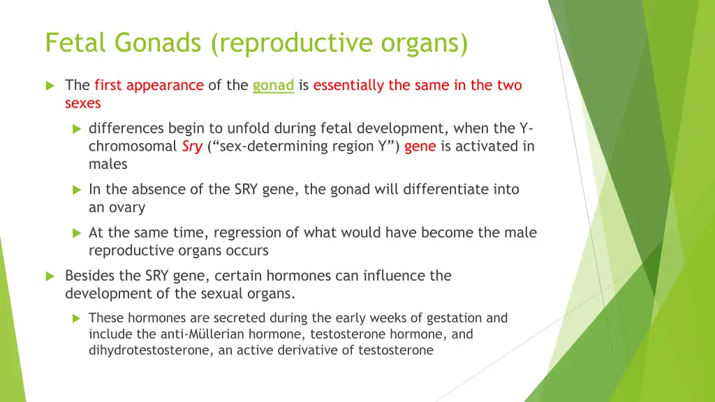 fetal gonads reproductive organs