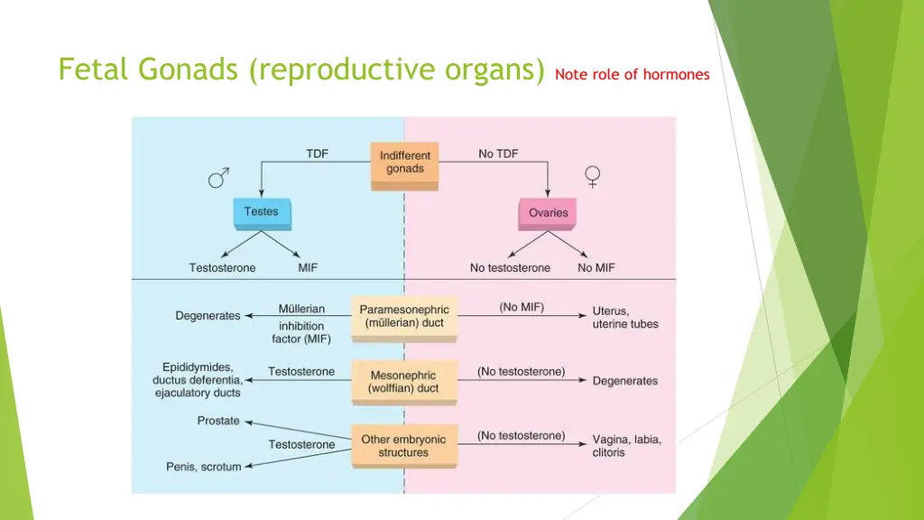 fetal gonads reproductive organs note role