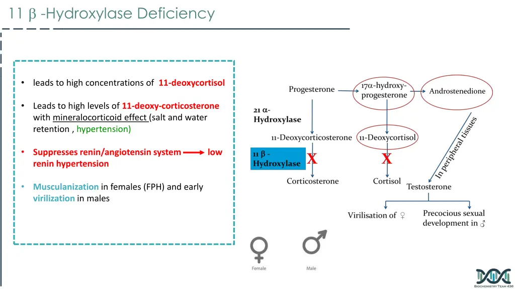 11 hydroxylase deficiency