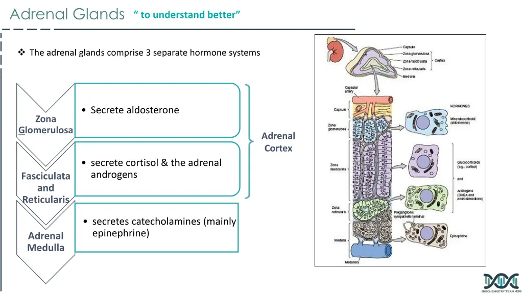 adrenal glands