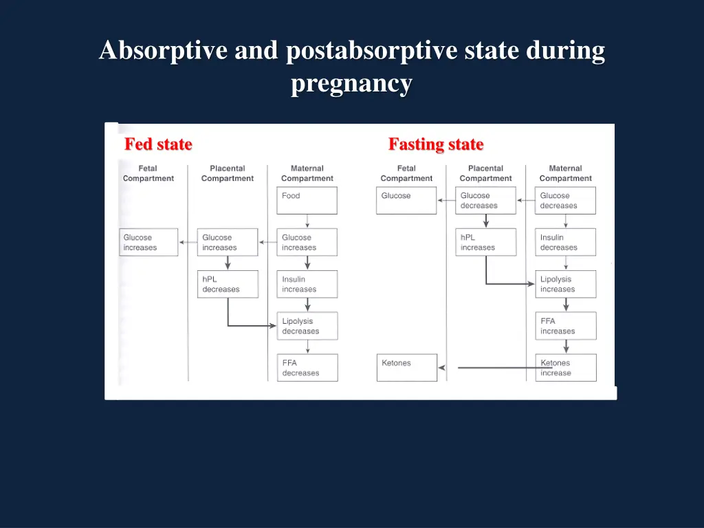 absorptive and postabsorptive state during