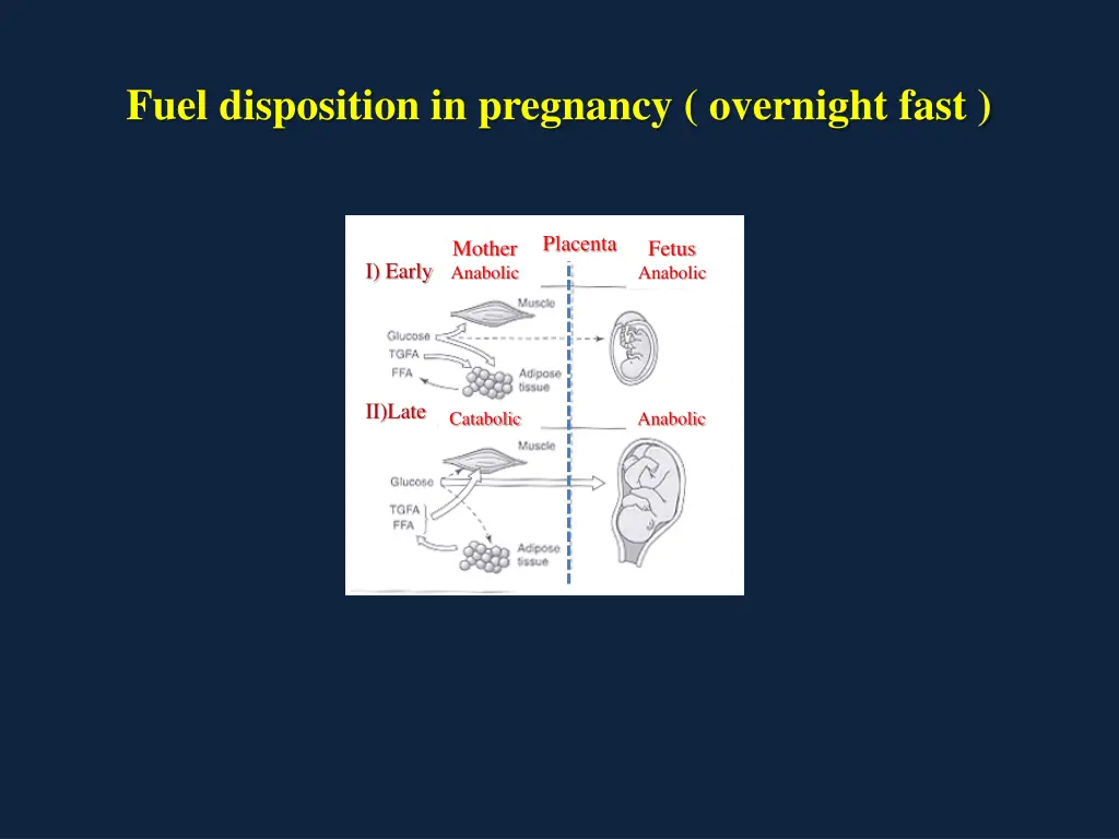 fuel disposition in pregnancy overnight fast