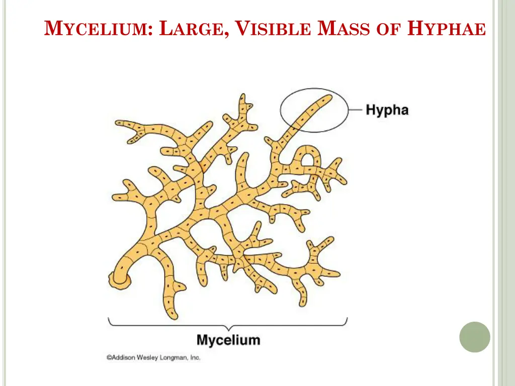 m ycelium l arge v isible m ass of h yphae