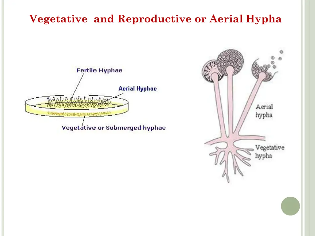 vegetative and reproductive or aerial hypha
