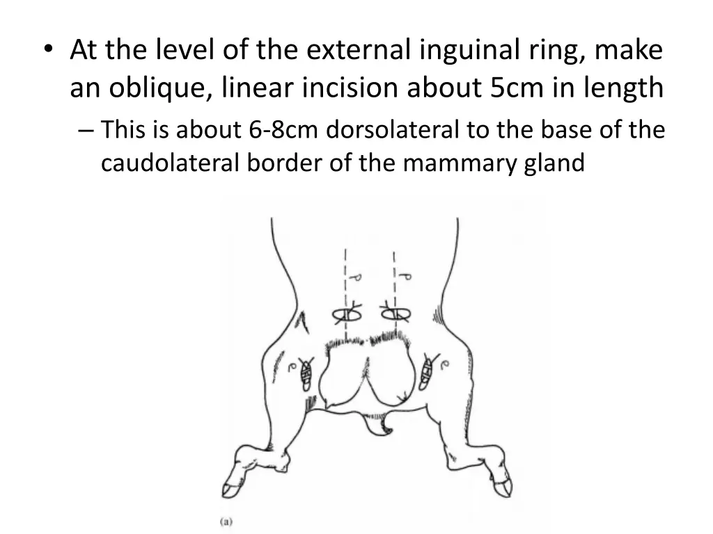 at the level of the external inguinal ring make
