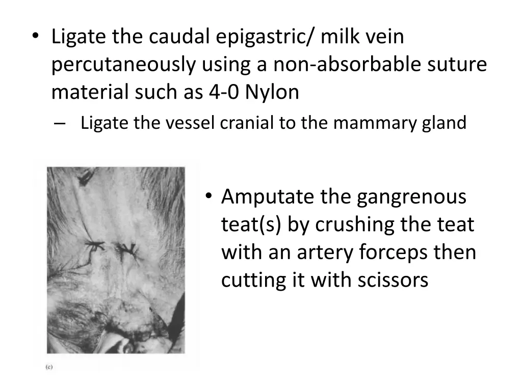 ligate the caudal epigastric milk vein
