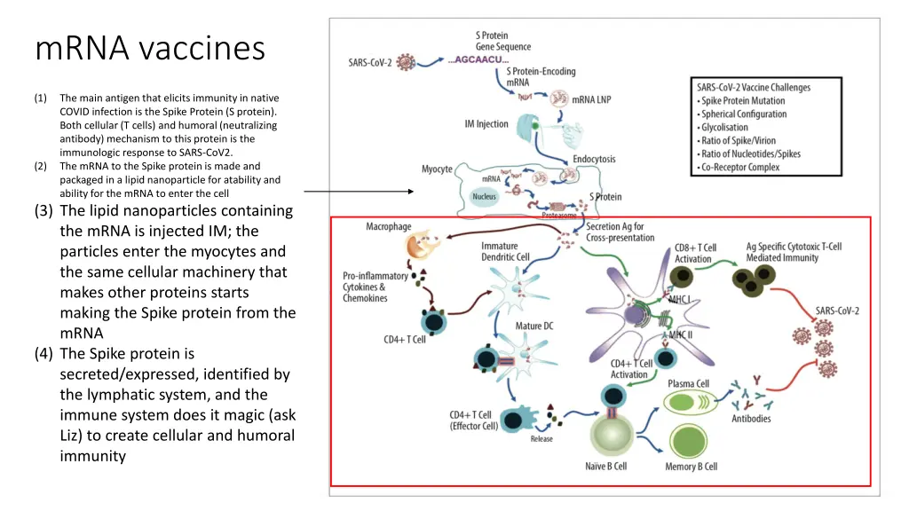 mrna vaccines 3