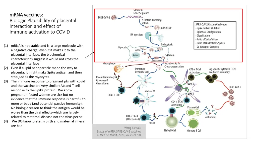 mrna vaccines mrna vaccines biologic plausibility