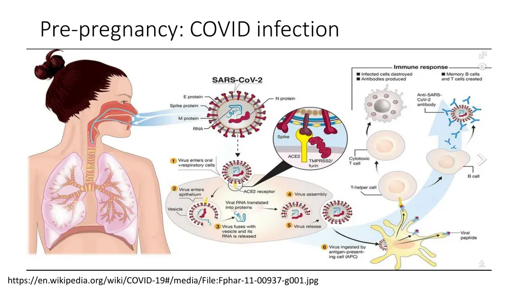 pre pregnancy covid infection
