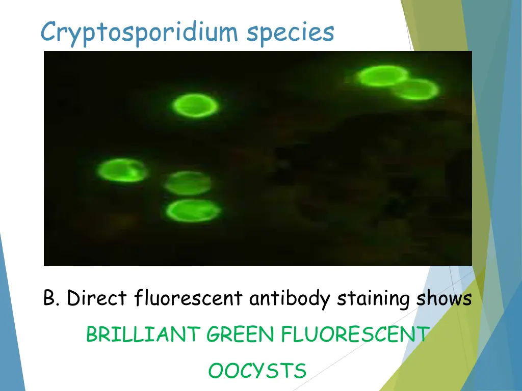 cryptosporidium species 1