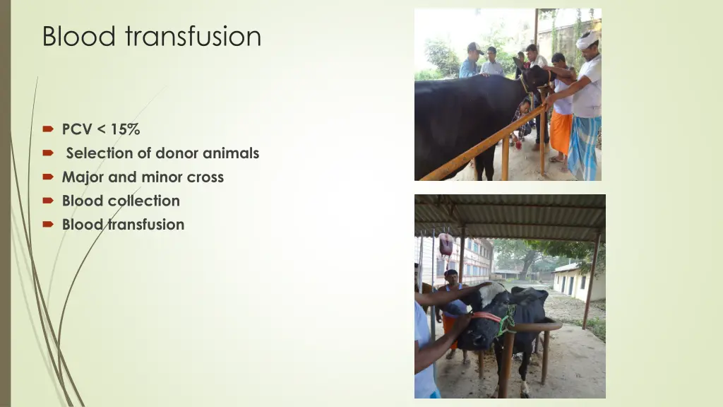 blood transfusion
