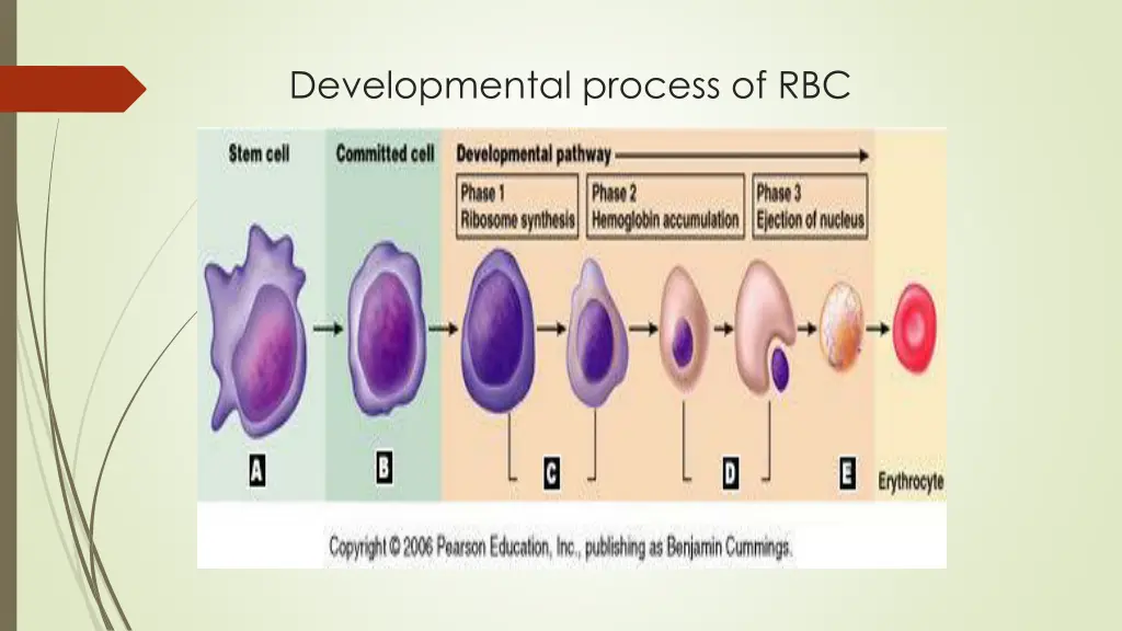 developmental process of rbc
