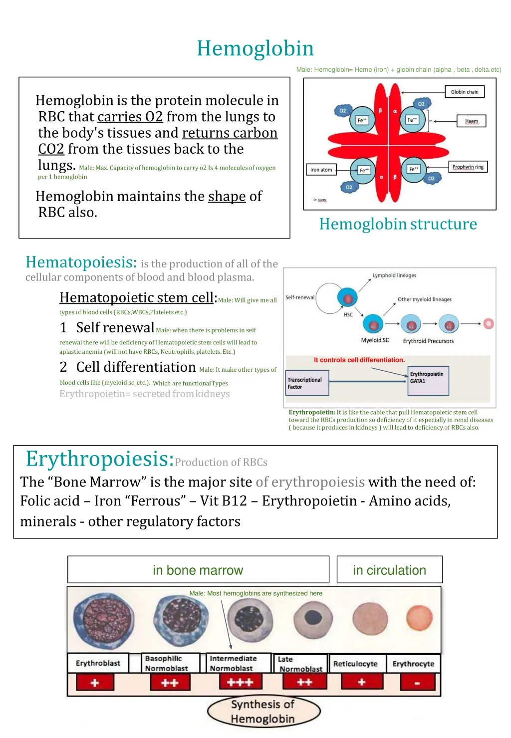 hemoglobin