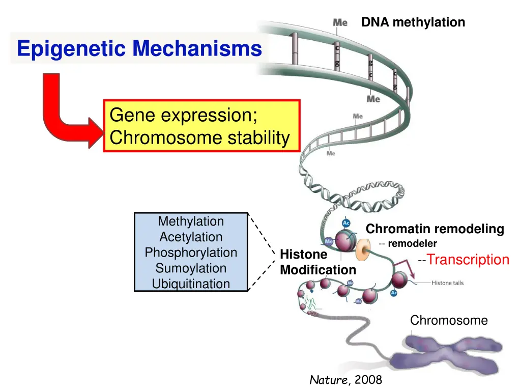 dna methylation