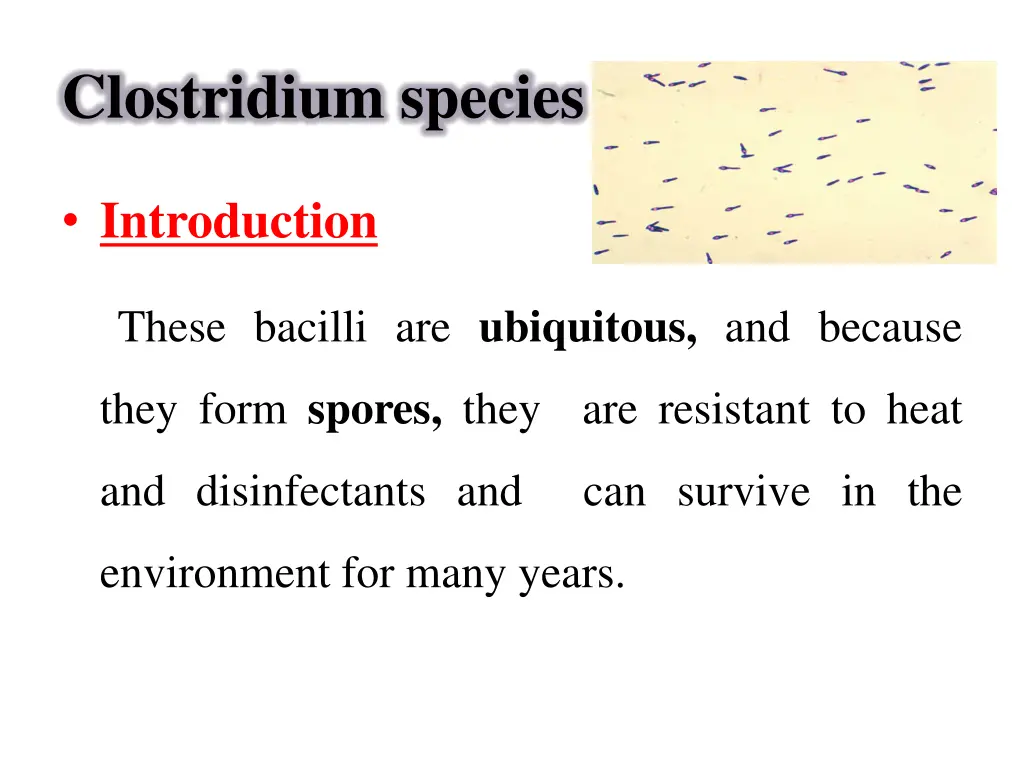clostridium species