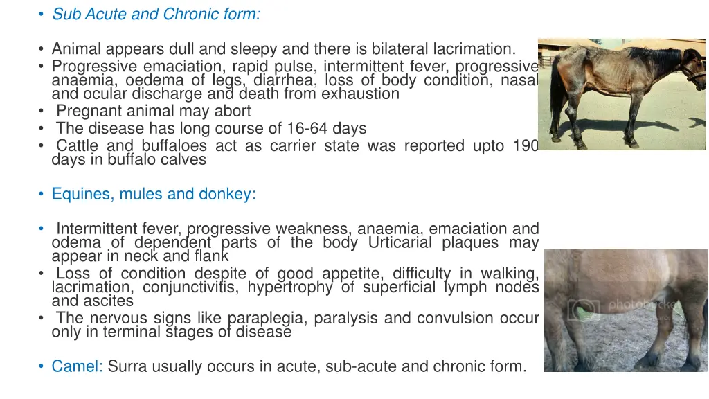 sub acute and chronic form