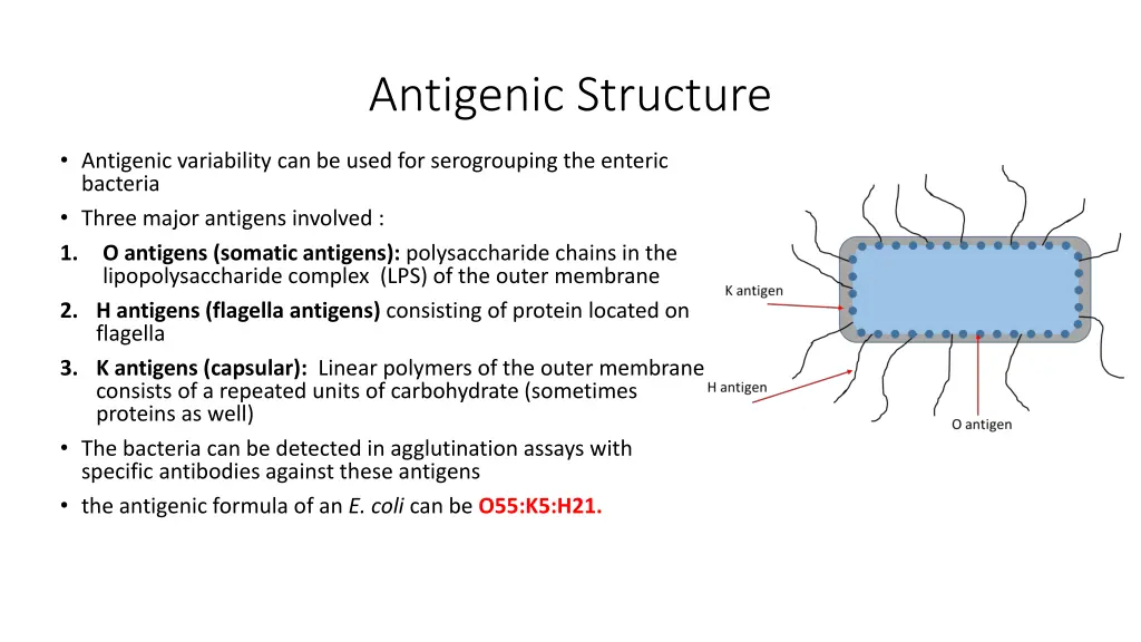 antigenic structure