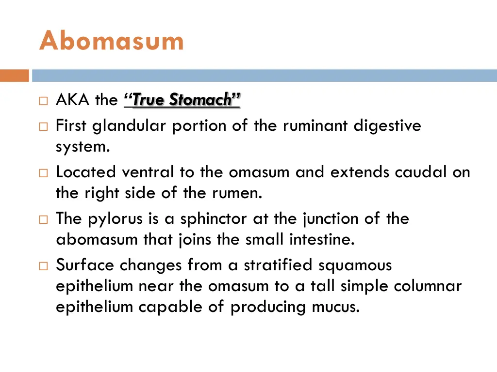 abomasum