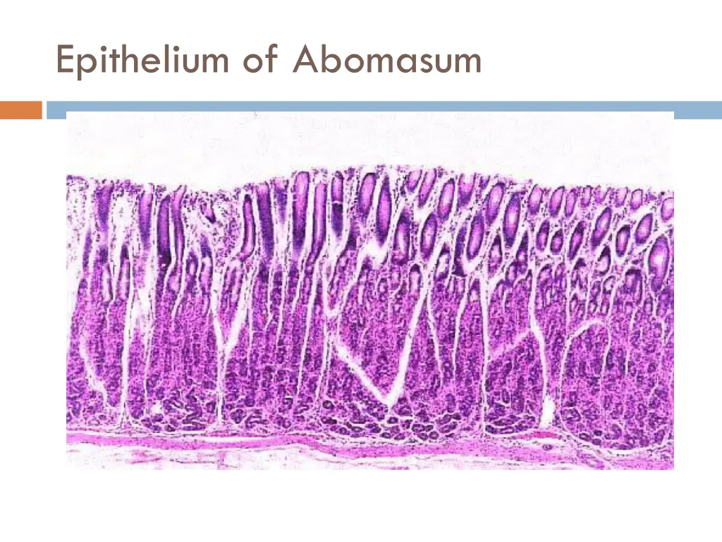 epithelium of abomasum