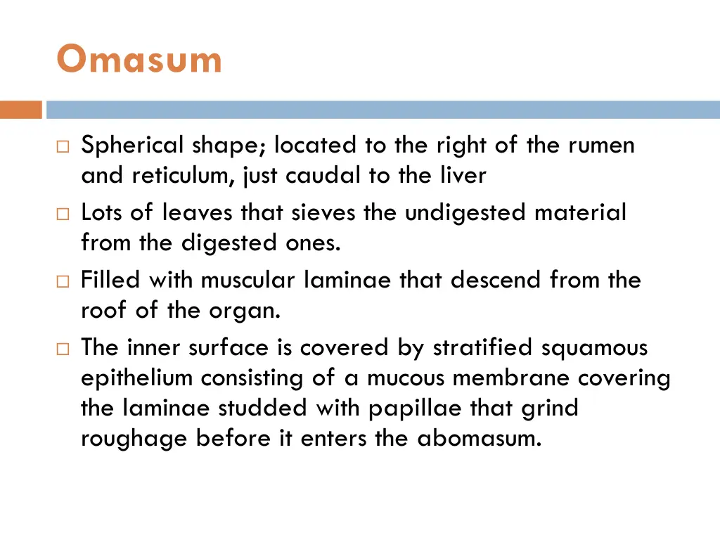omasum