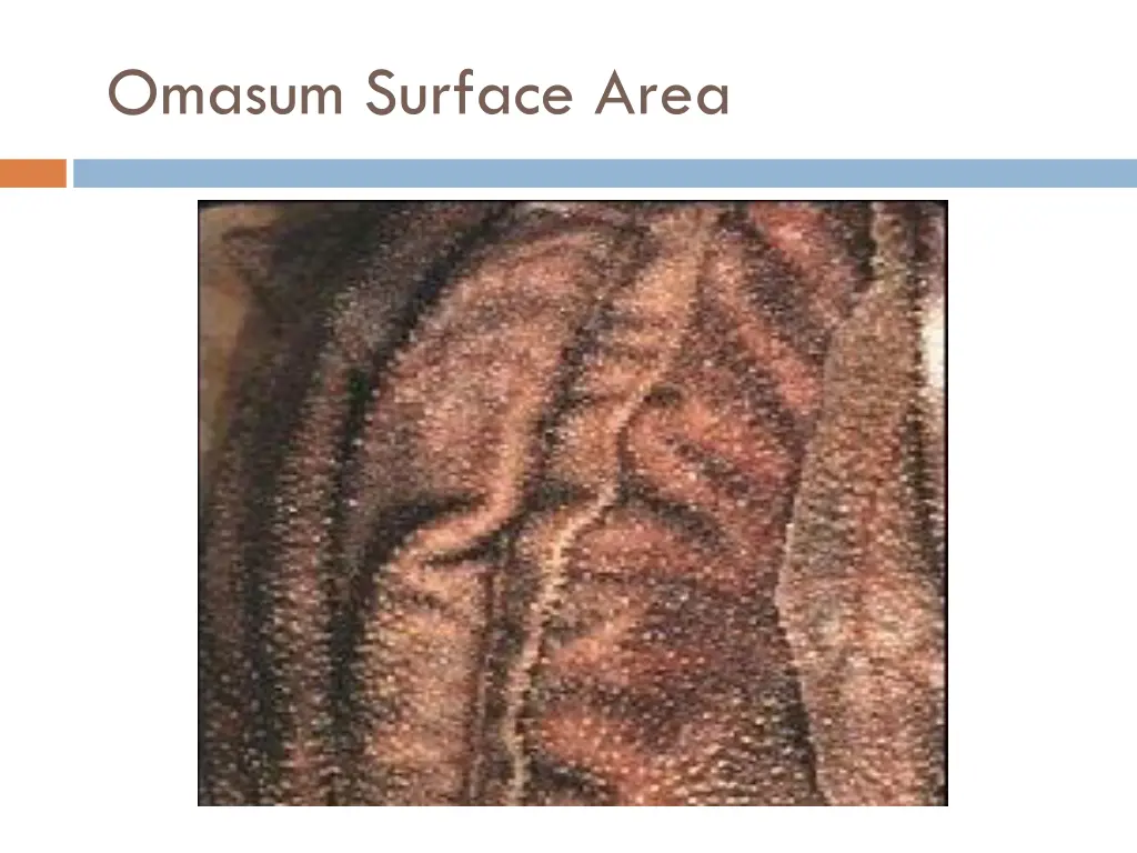 omasum surface area