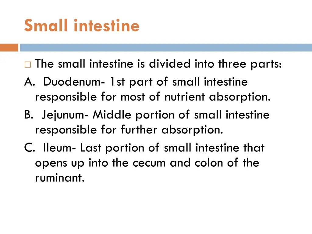 small intestine