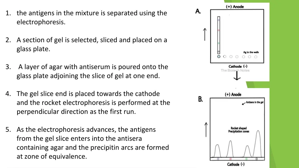 1 the antigens in the mixture is separated using