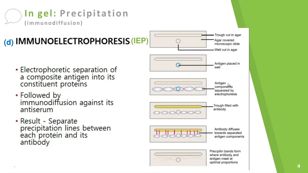 in gel precipitation immunodiffusion