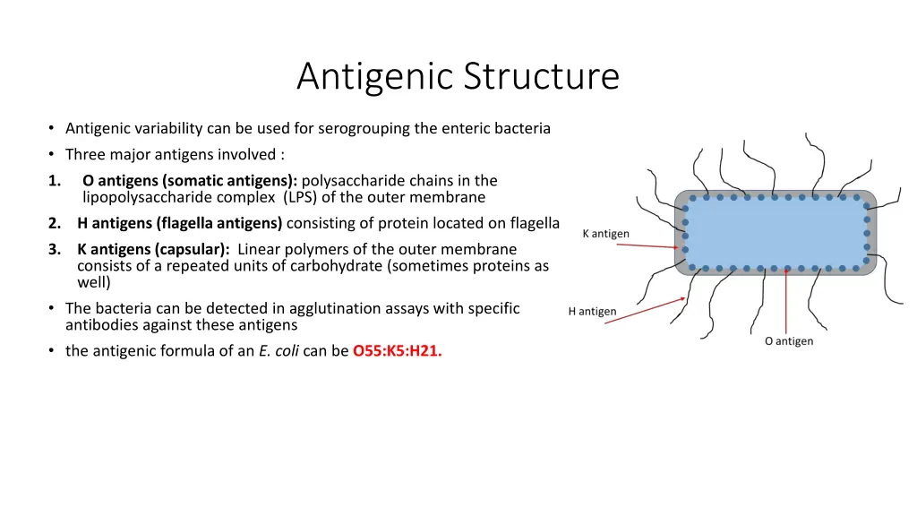antigenic structure