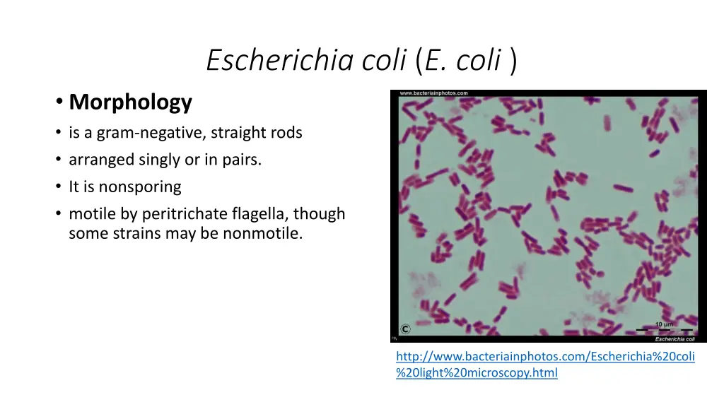 escherichia coli e coli